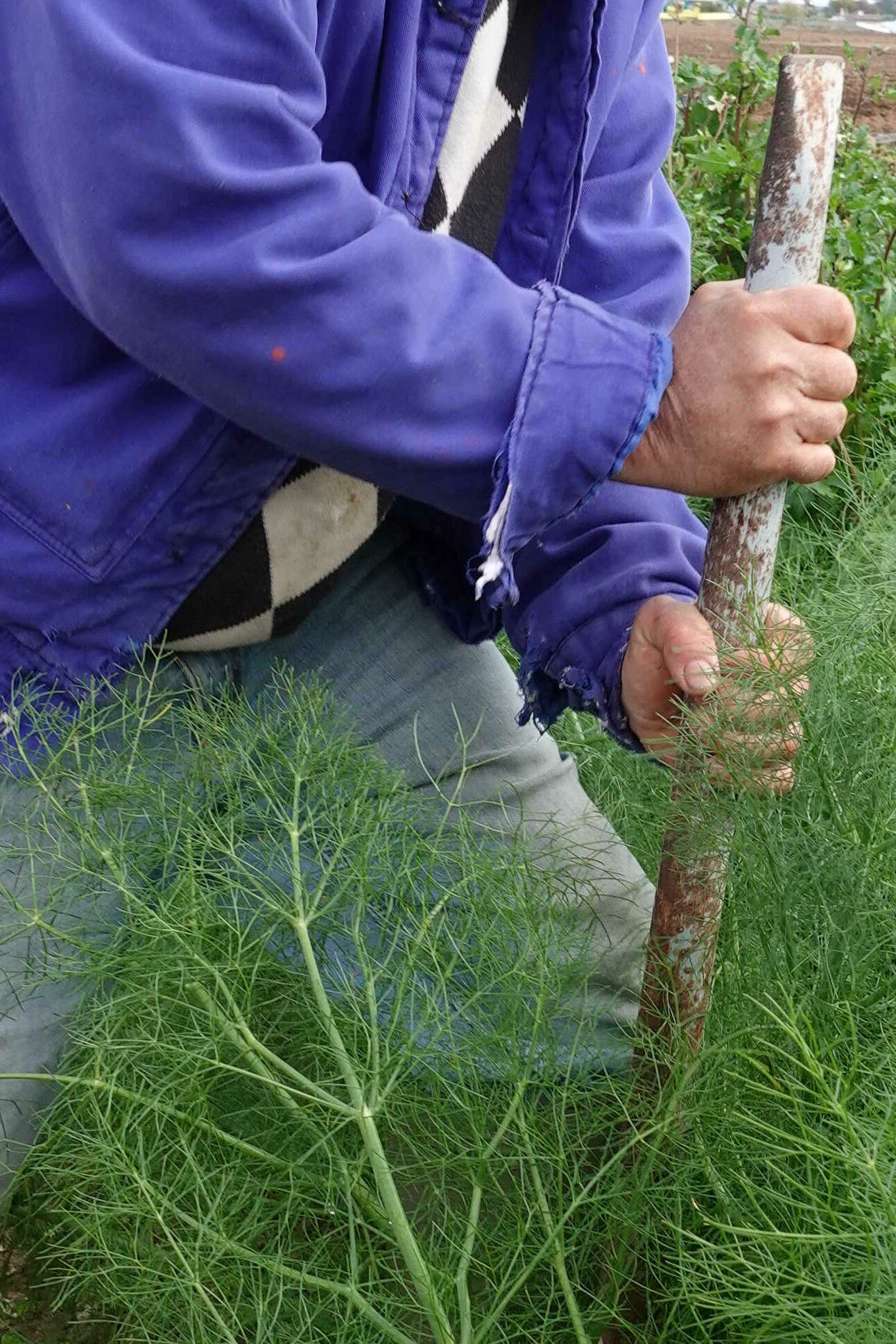 imagen_post_agricola