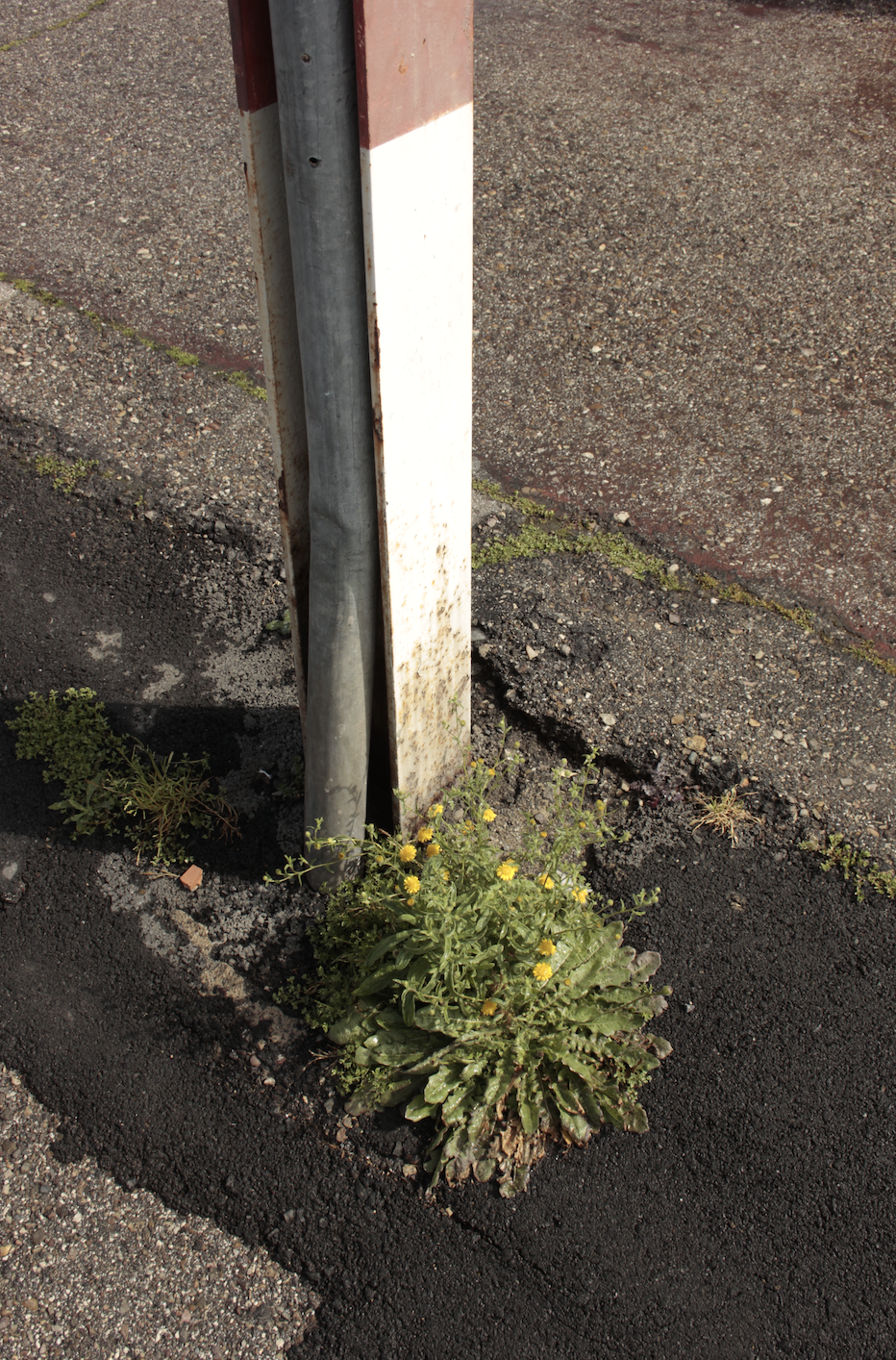 imagen_post_agricola